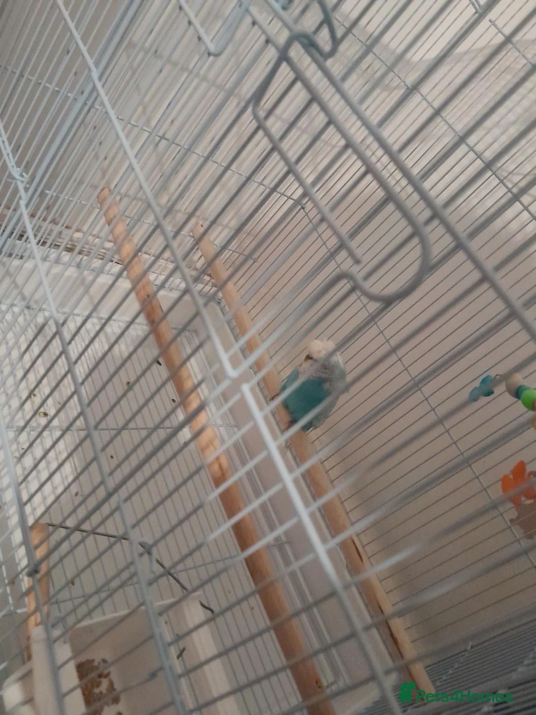 Budgerigars birds for sale: blue budgie in London - Advert 2