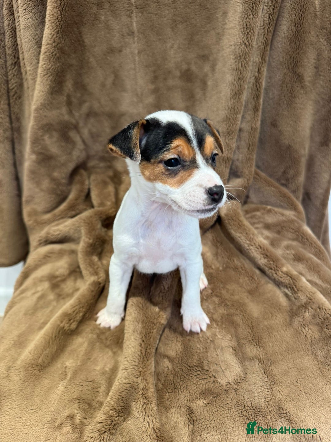 Parson Russell dogs for sale: Parson Russell  - Advert 4