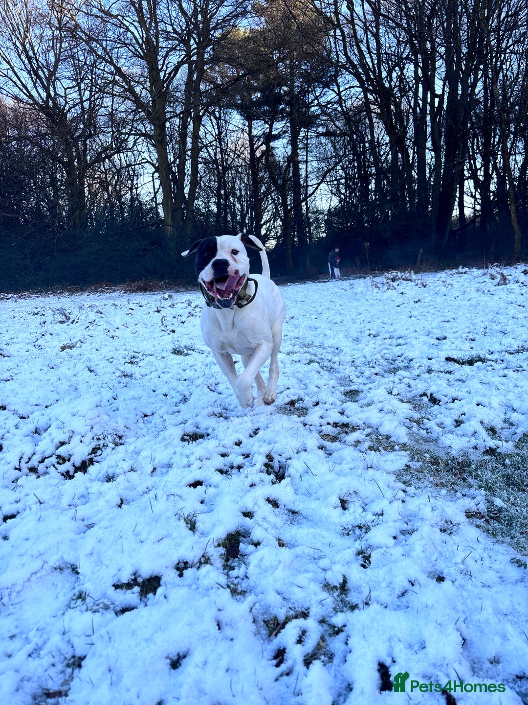 American Bulldog dogs for sale: Albie the American bulldog  - Advert 1