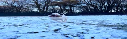 American Bulldog dogs for sale: Albie the American bulldog  - Advert 1