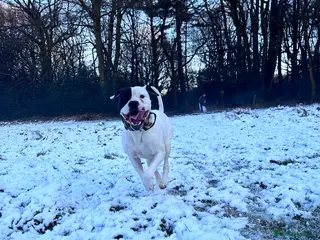 American Bulldog dogs Albie the American bulldog - Advert 5