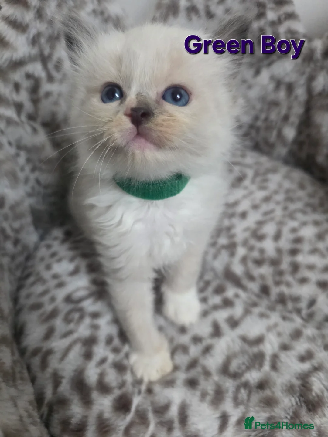 Ragdoll cats for sale: Stunning Ragdoll kittens - Advert 15