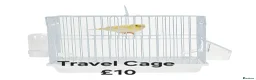 Budgerigars birds for sale: Baby Budgies, Adult Budgies, and Cockatiels  - Advert 14