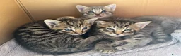 Mixed Breed cats for sale: 4 Beautiful Male Kittens Ready 15th May - Advert 21