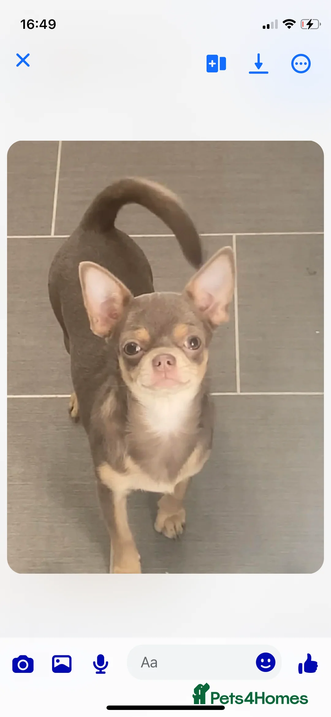 Chihuahua dogs for sale: Long haired chihuahua puppies for sale - Advert 1