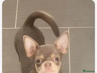 Chihuahua dogs Long haired chihuahua puppies for sale - Advert 1