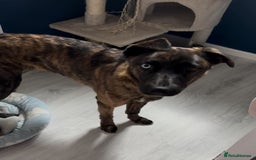 Mixed Breed dogs for sale: 1 year old staffy x husky girl  - Image 5