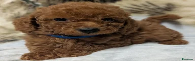 Toy Poodle 5