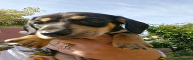 Miniature Dachshund 2