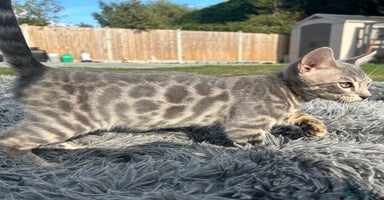 Bengal cats - Advert 3