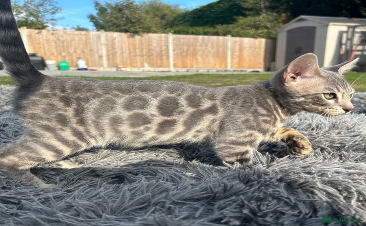Bengal cats - Advert 13