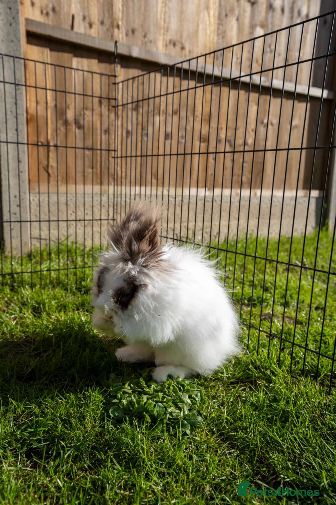 Lionhead rabbits for sale: Lionhead - boy in Sevenoaks - Advert 4