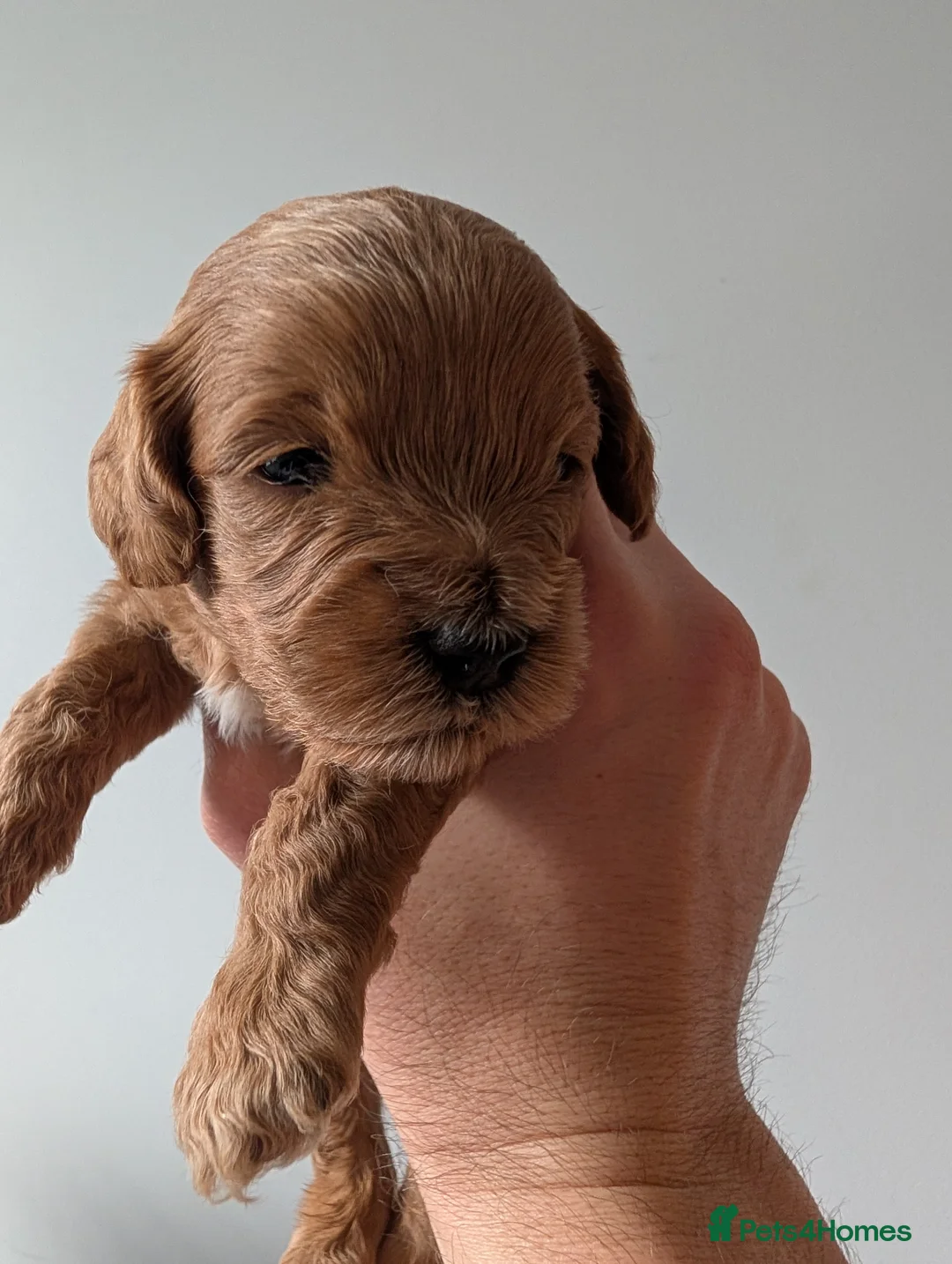 Cavapoo dogs for sale: F1B Cavapoo puppies  - Advert 6