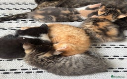 Domestic Shorthair cats for sale: Beautiful shorthair mixed colour kittens  - Image 3