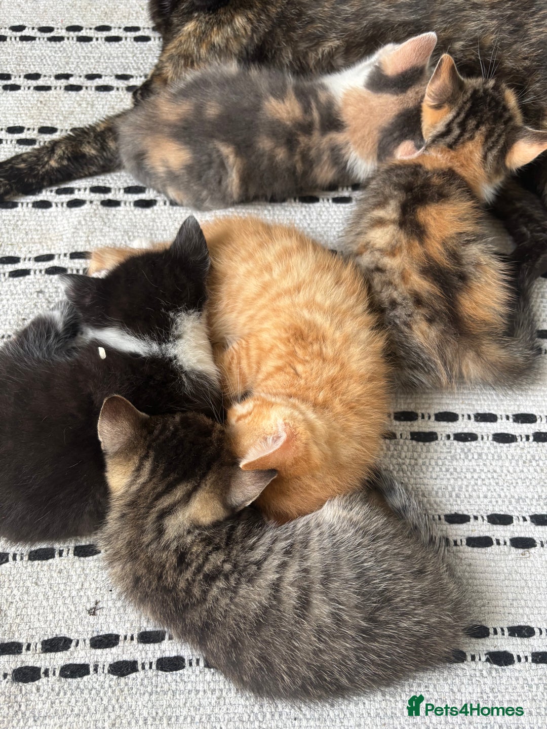 Domestic Shorthair cats for sale: Beautiful shorthair mixed colour kittens  - Image 3