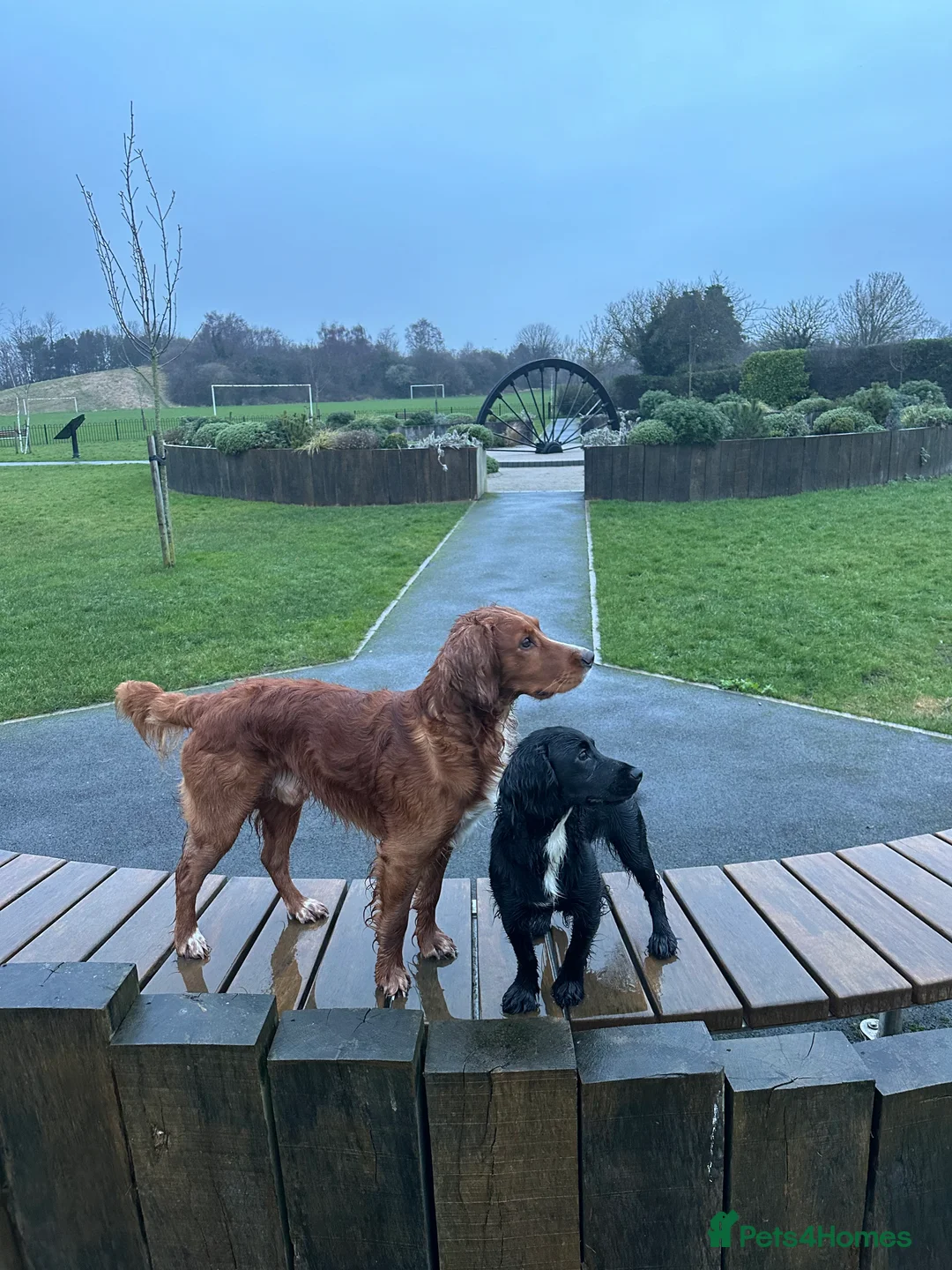 Cocker Spaniel dogs for stud: K.C Deep Red Working Cocker Proven Stud in Cramlington - Advert 8