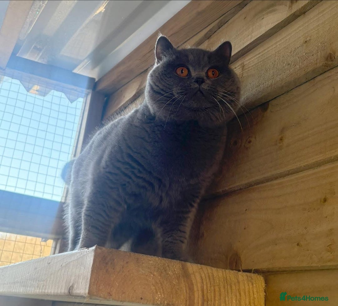 British Shorthair cats for sale: Beautiful kittens  - Image 19