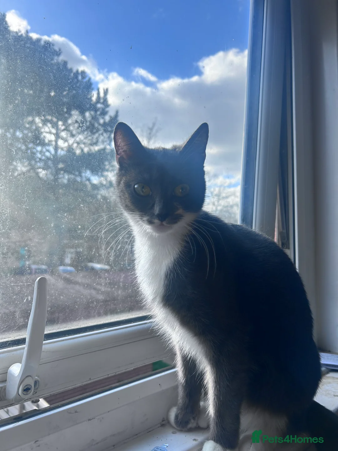 Mixed Breed cats for sale: Tortoise shell Kittens - Advert 2