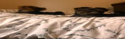Yorkshire Terrier dogs for sale: Yorkshire terrier puppies  - Advert 4