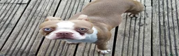 Boston Terrier dogs for stud:  stud  lilac boy  health tested in Accrington - Advert 4