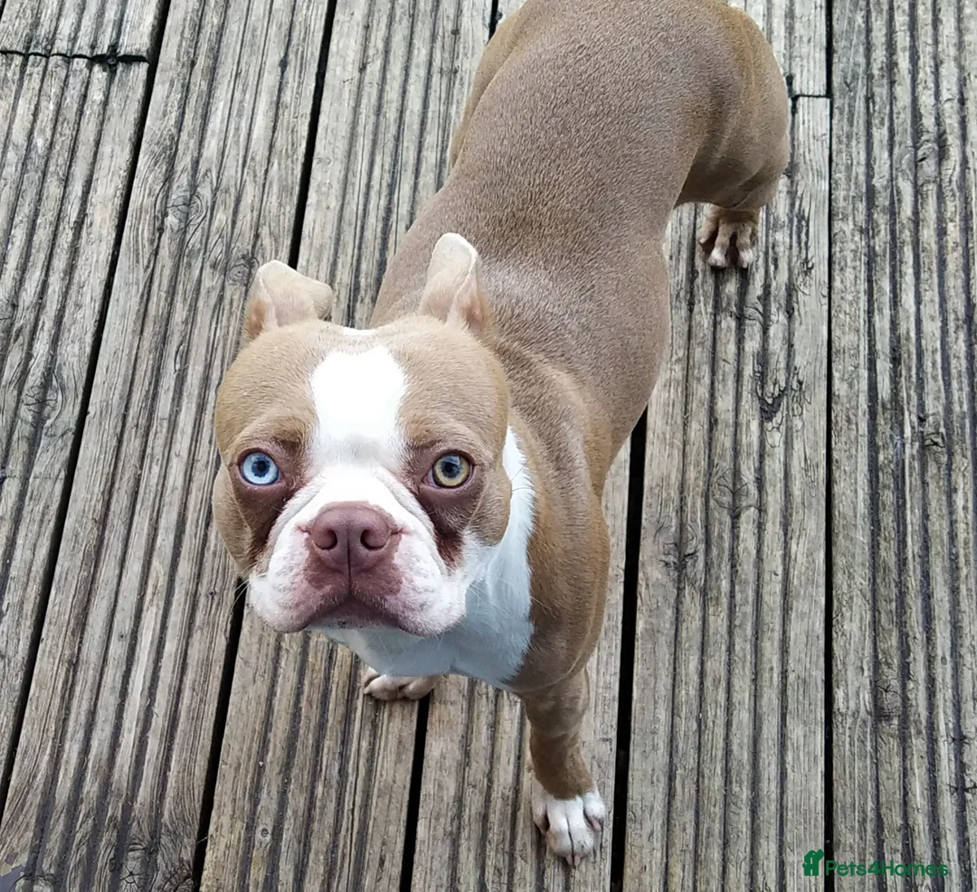 Boston Terrier dogs for stud:  stud  lilac boy  health tested in Accrington - Advert 4