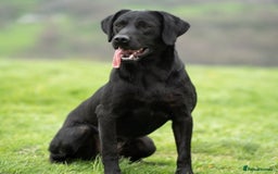 Labrador Retriever dogs for sale: KC Registered Health Tested Red & Black Labs - Image 4