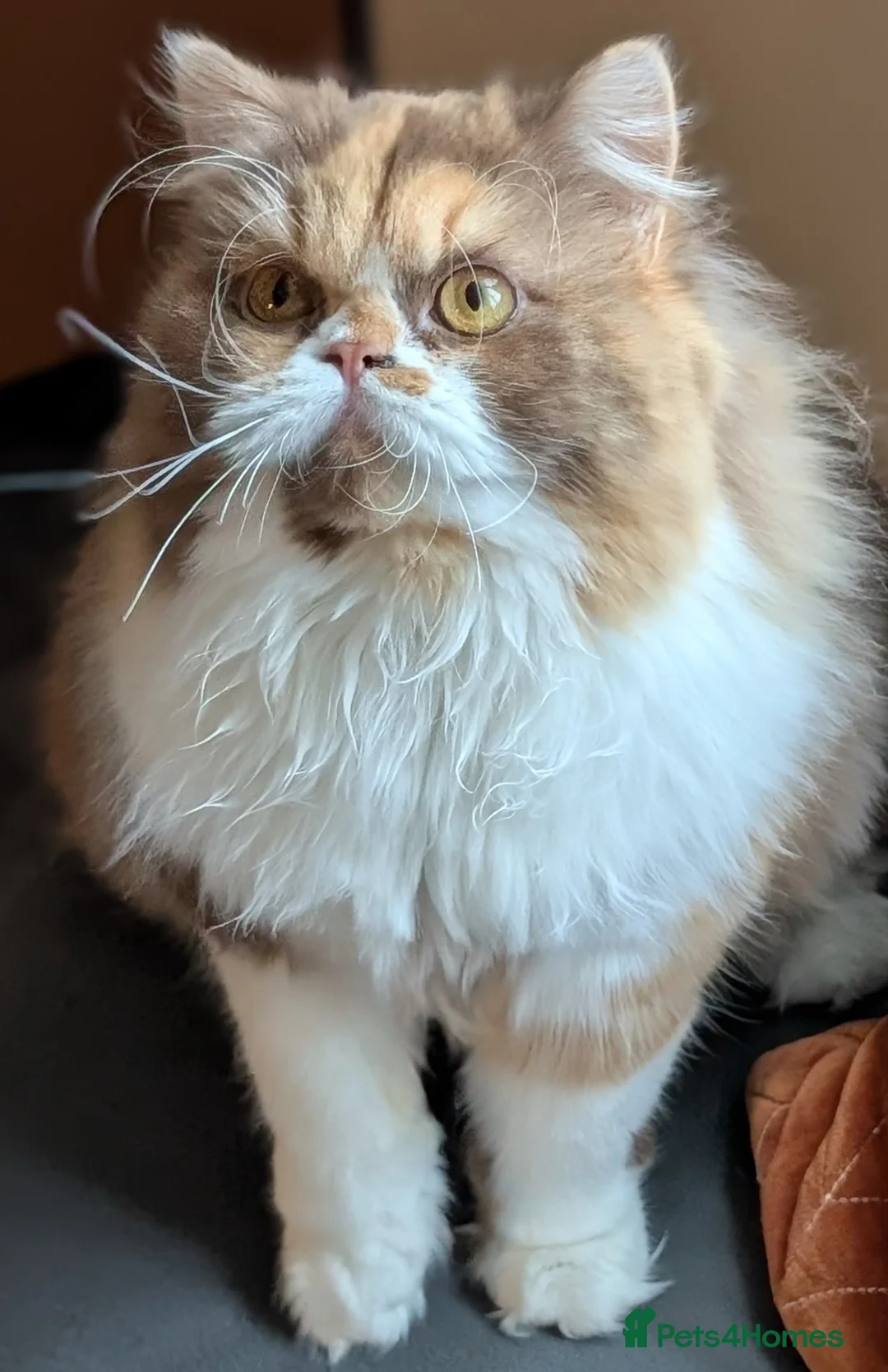 British Longhair cats for sale: TICA Active Cinnamon tortie BLH  - Advert 2