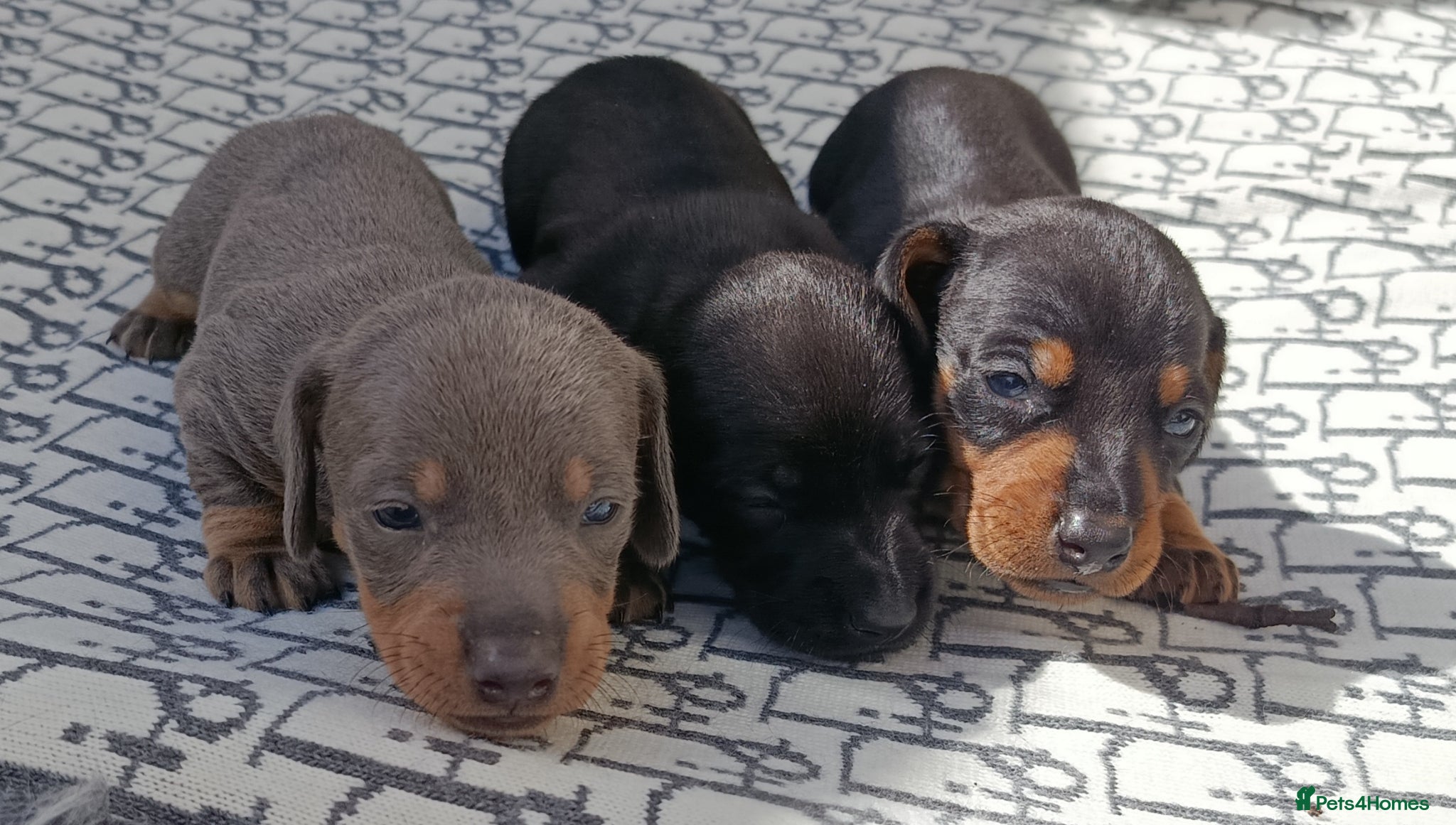 Miniature Dachshund dogs QUALITY MINIATURE DAXI KC REG PRA CLR - Advert 2