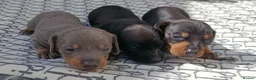 Miniature Dachshund dogs for sale: QUALITY MINIATURE DAXI KC REG PRA CLR - Advert 2