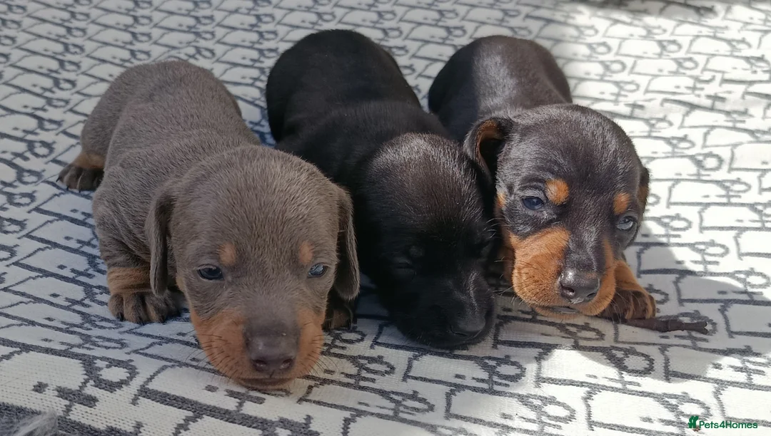 Miniature Dachshund dogs for sale: QUALITY MINIATURE DAXI KC REG PRA CLR - Advert 2