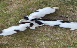 English Springer Spaniel dogs for sale: Last little ones remaining  - Image 6