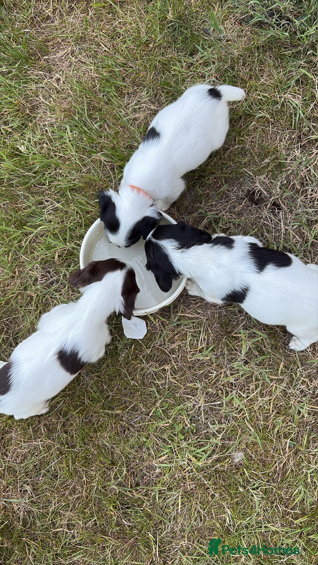 English Springer Spaniel dogs for sale: Last little ones remaining  - Image 6