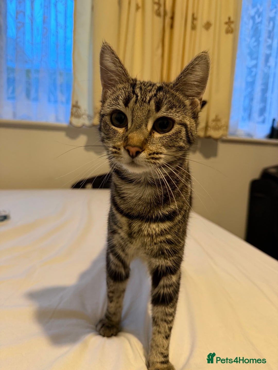 Mixed Breed cats for sale: Cute 7 Month Tabby needs new home - Advert 2