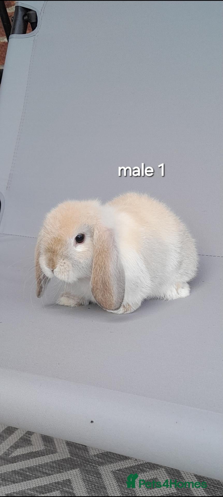 Mini Lop rabbits Gorgeous mini lop rabbits ready now  - Advert 2