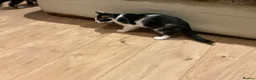 Domestic Shorthair cats for sale: 4 Beautiful Kittens Ready for their Forever Homes - Advert 5