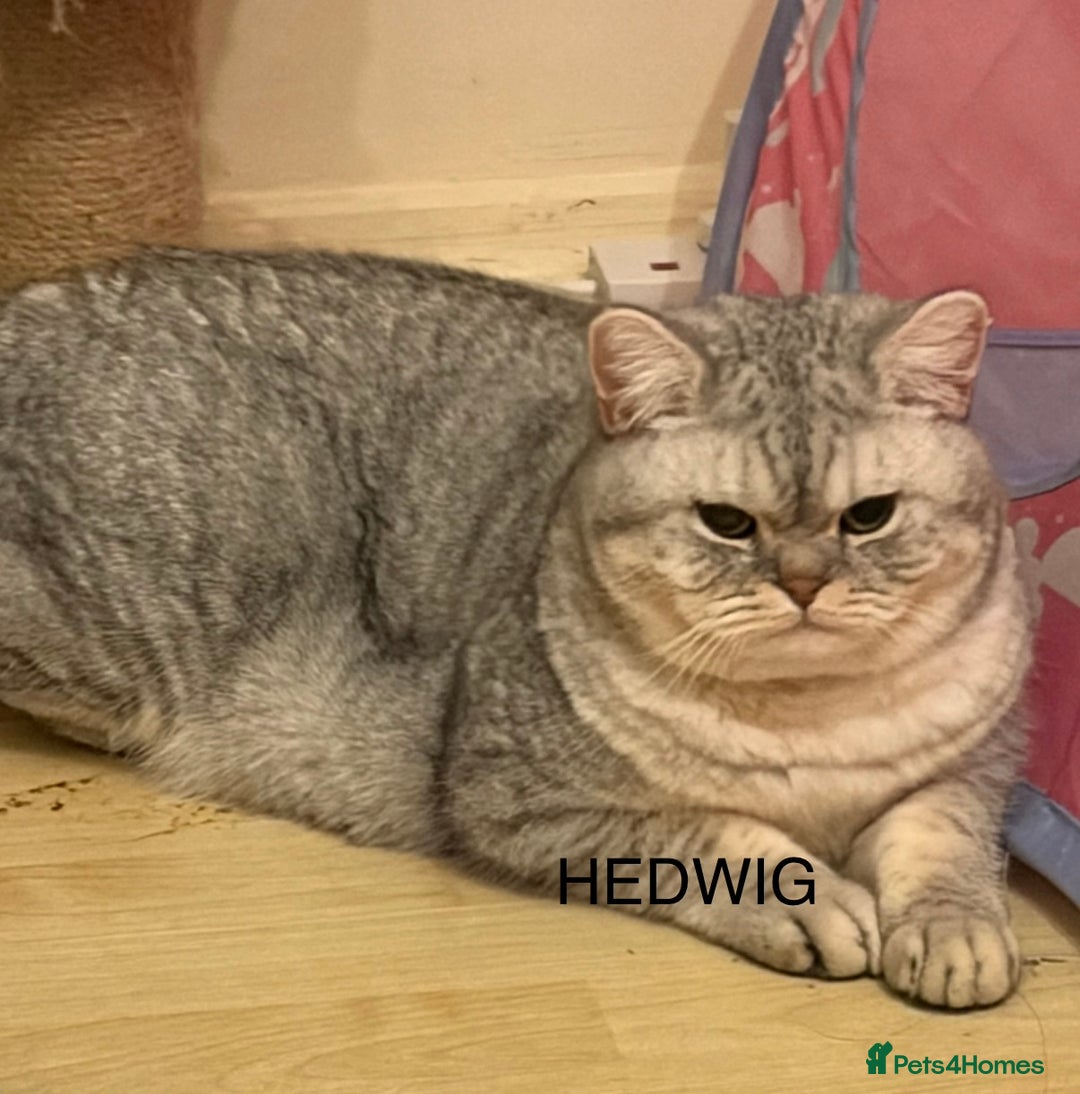 British Shorthair cats for sale: 3 Kittens•Full Pedigree•Champions bloodline•GCCF - Advert 15