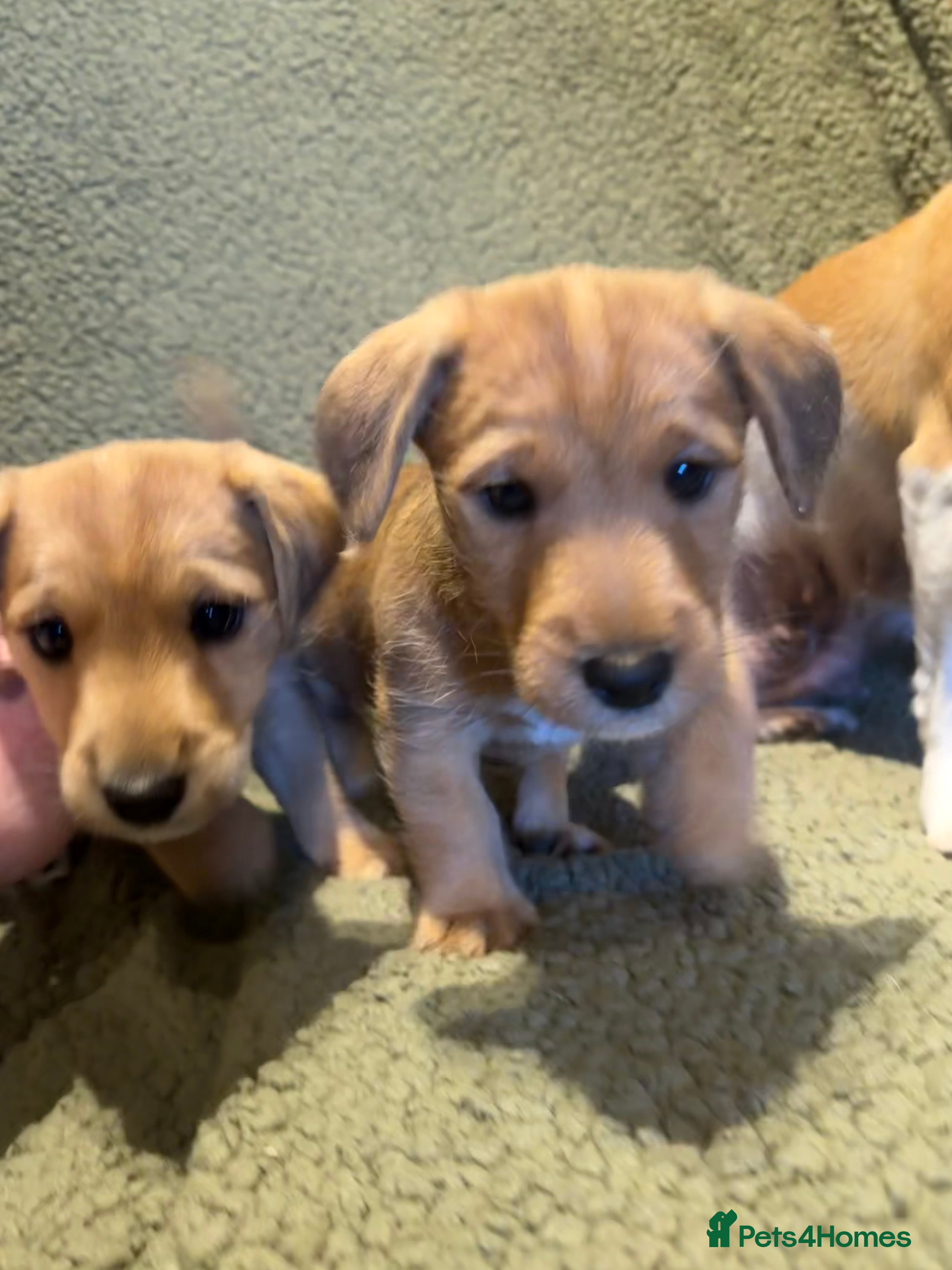 Mixed Breed dogs Jack Russell X Lakeland Terrier Puppies - Advert 11