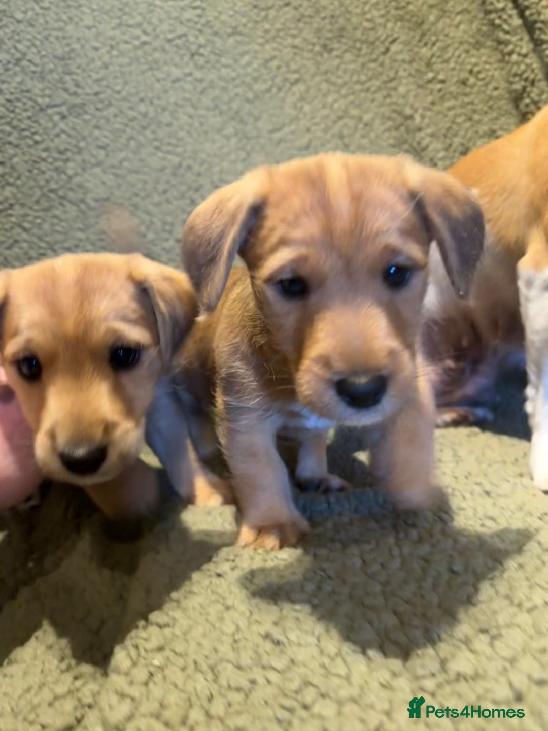 Mixed Breed dogs for sale: Jack Russell X Lakeland Terrier Puppies - Advert 1