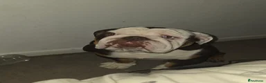 English Bulldog 1