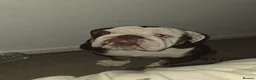 English Bulldog dogs for sale: Absolutely gutted in Glasgow - Advert 2