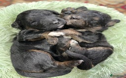 Bernedoodle dogs for sale: Beautiful Bernedoodle babies  - Advert 12