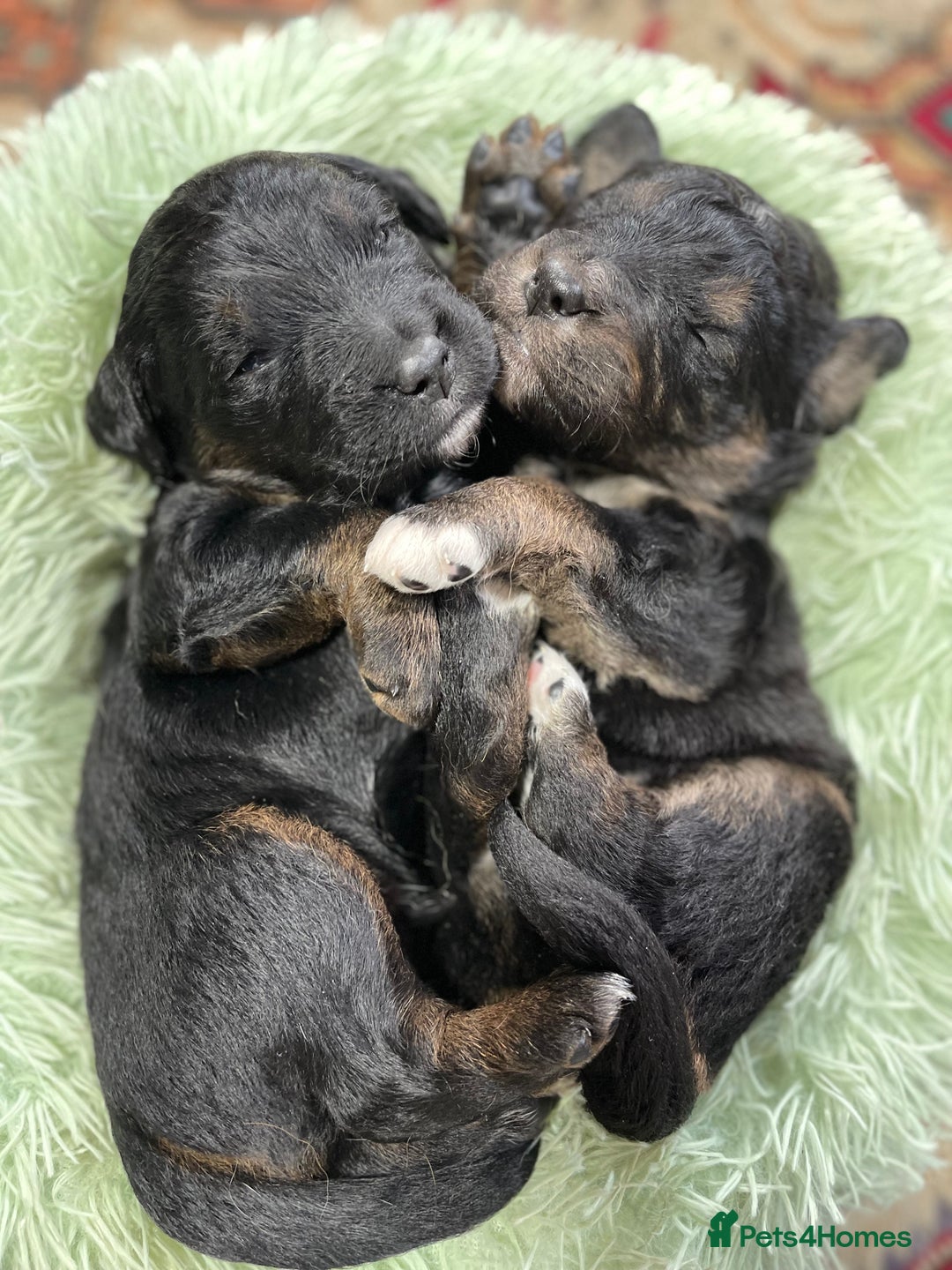 Bernedoodle dogs for sale: Beautiful Bernedoodle babies  - Advert 12