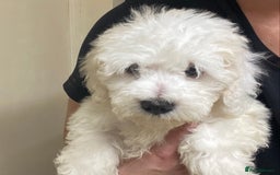 Maltese dogs for sale: Stunning Purebred Maltese Boys Puppies  - Image 7