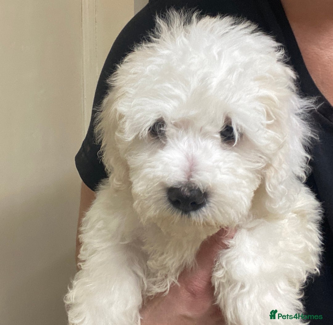 Maltese dogs for sale: Stunning Purebred Maltese Boys Puppies  - Image 7