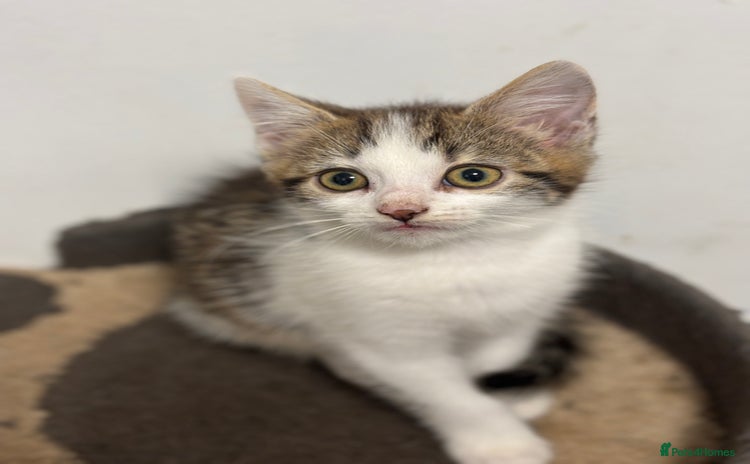 Mixed Breed cats - Advert 2