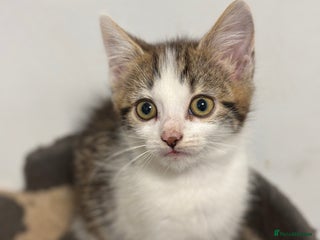 Mixed Breed cats - Advert 27