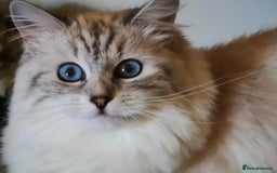 Siberian cats for sale: GCCF +TICA parents - Image 15