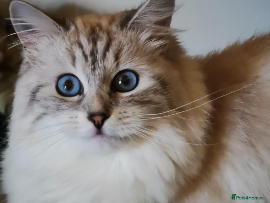Siberian cats for sale: GCCF +TICA parents - Image 15