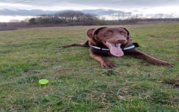 Labrador Retriever dogs for sale: Female labrador retriever - Image 3