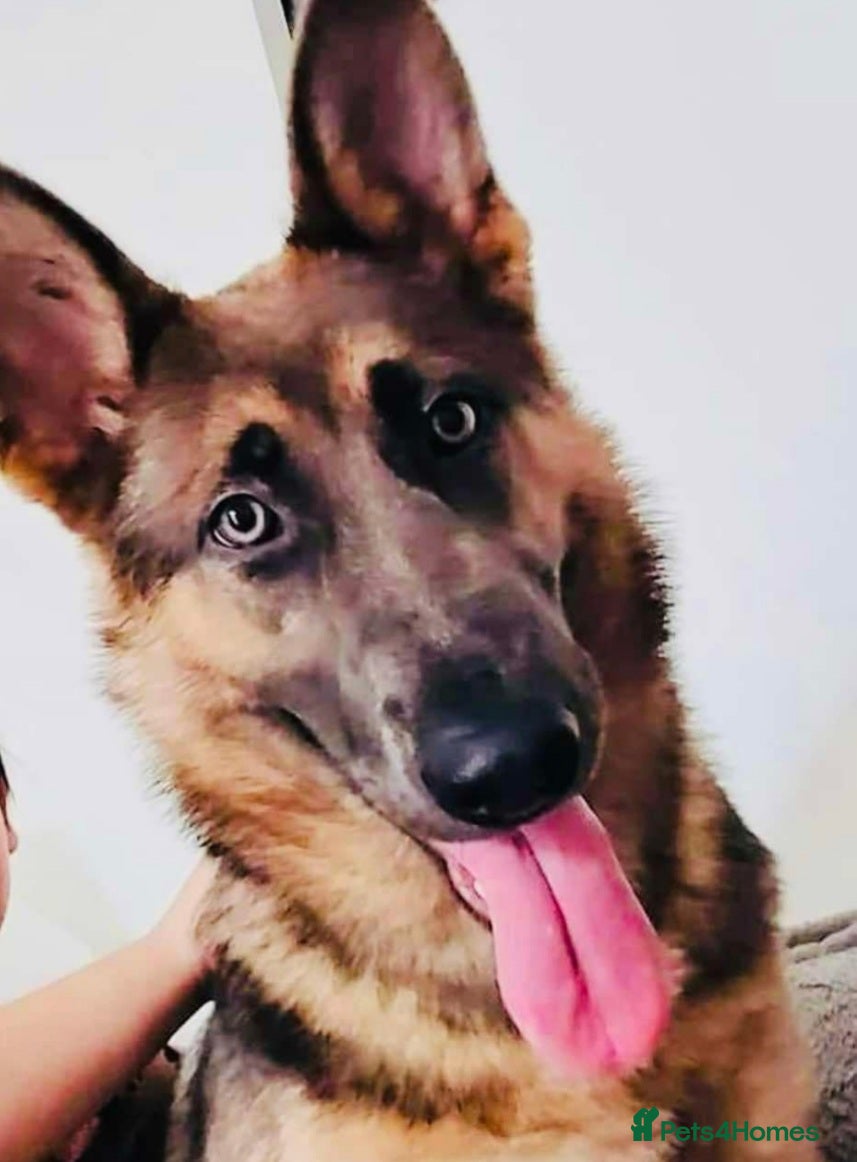 German Shepherd dogs Kc registered German shepherd  - Advert 4